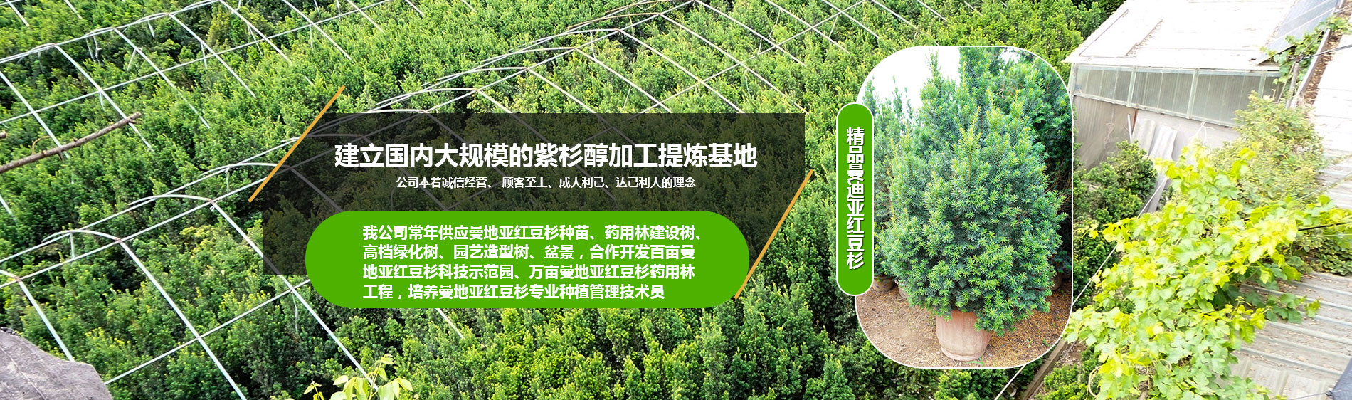 洛陽(yáng)曼地亞紅豆杉科技開發(fā)有限公司